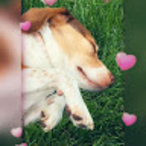 Meet your Posher, Abby